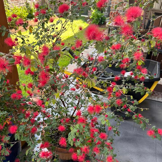 Calliandra Eriophylla Red Seeds - Red Fairy Duster Flower Drought-Tolerant Ornamental Shrub