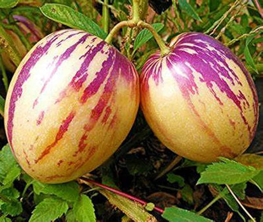 Pepino ‘El Camino’ Seeds – Heirloom, Non-GMO, Sweet Melon-Pear Variety for Planting