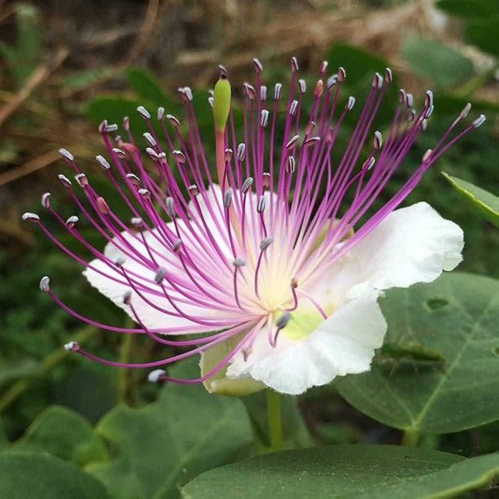 Caper Spice Seeds – Perennial Flower Seeds