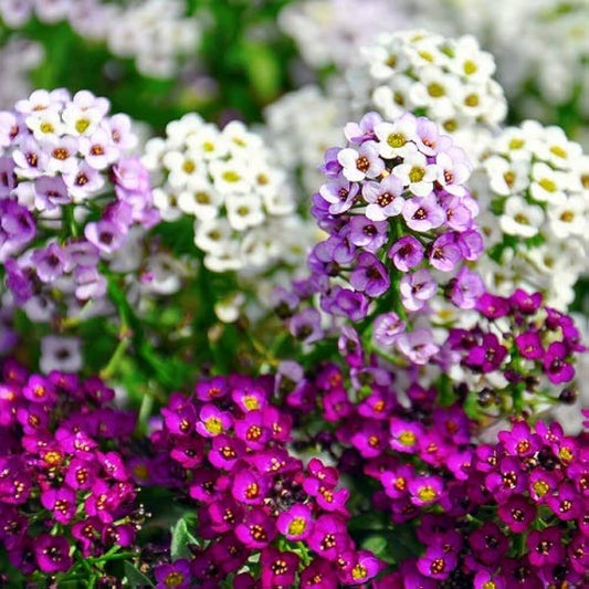 Lilac Lace Alyssum – Mixed, Perennial Flower Seeds
