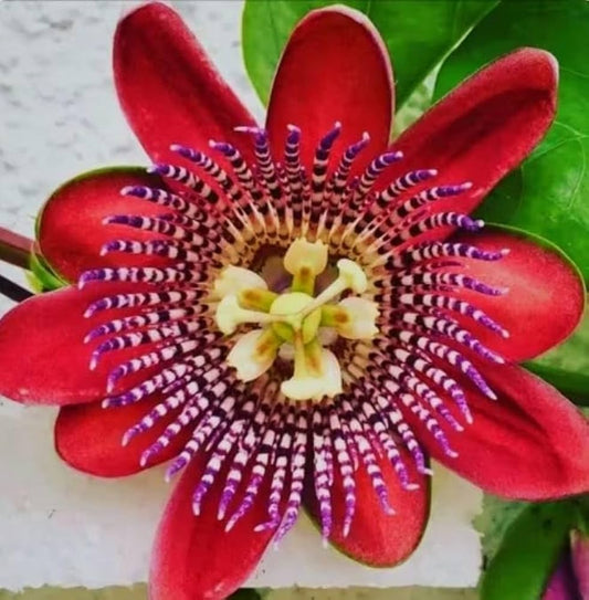 Passiflora alata Seeds – Winged-Stem Passion Flower, Heirloom, Non-GMO, Tropical Climbing Vine