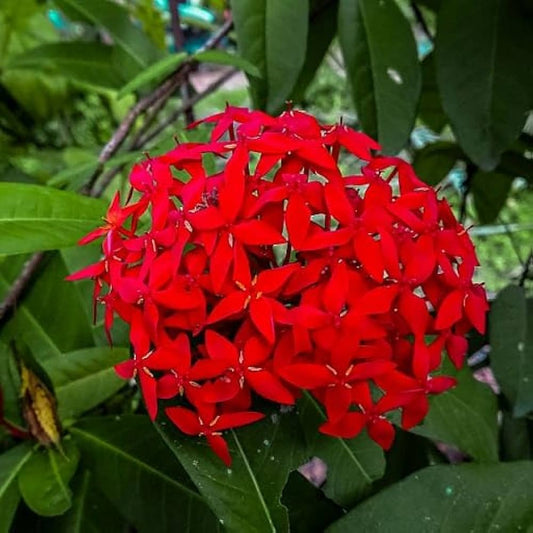 Red Ixora Coccinea Jungle Geranium Tropical Flowering Shrub Seeds