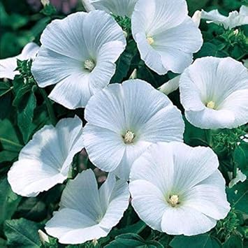 Pansy White Flower seeds for Planting - Bright Blooms, Heirloom & GMO Free Seeds for Home Garden