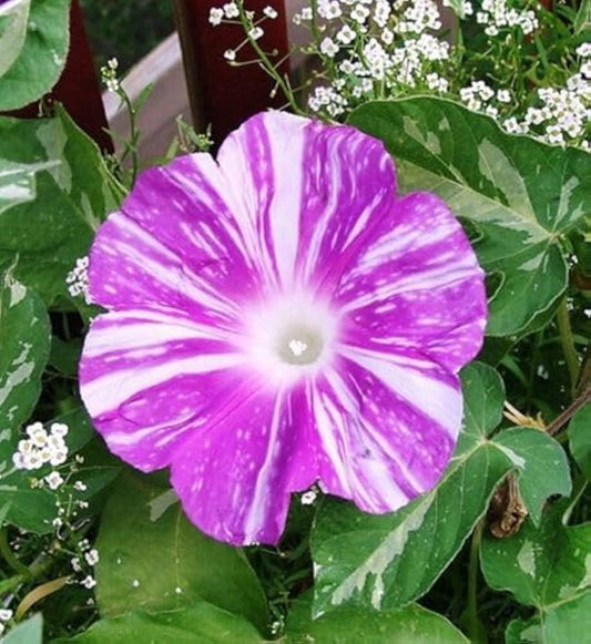 Gathering Clouds Murakumo – Garden Flower Seeds