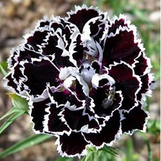 Fragrant Carnation Black – Fragrant, Perennial Flower Seeds
