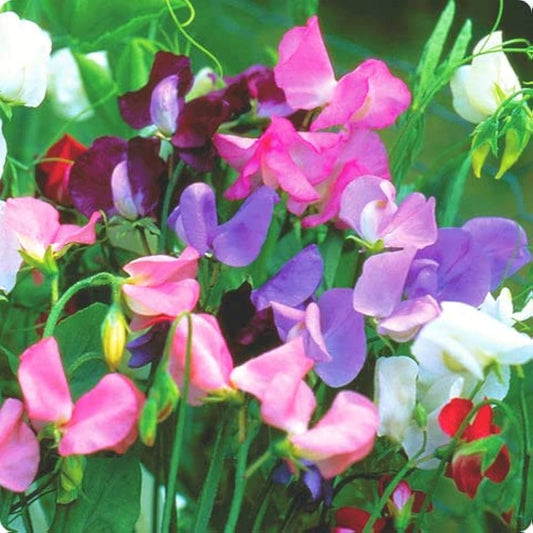 Royal Family Sweet Pea Lathyrus Odoratus – Fragrant Flower Seeds