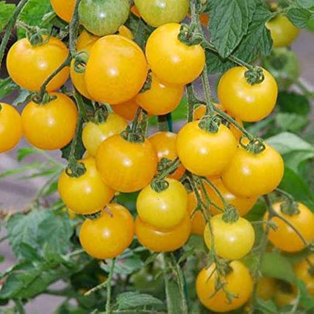 Skorpion Tomato – Heirloom Vegetable Garden Seeds