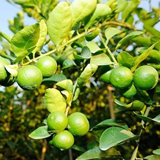 Lime (Citrus aurantiifolia) Seeds for Planting – Heirloom, Non-GMO, Easy to Grow, Citrus Variety