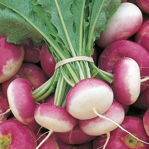 Rutabaga Bulk Seeds – Garden