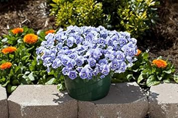 Violet Pansy Flower seeds for Planting - Fragrant Blossoms, Heirloom & GMO Free Seeds for Home Garden