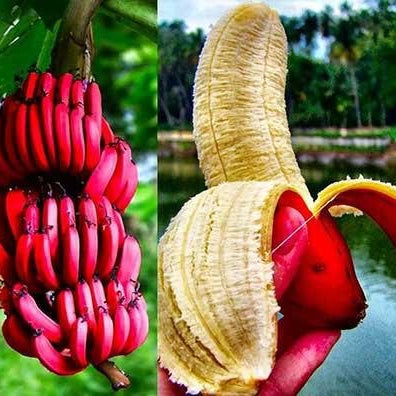 Pink Banana Seeds for Planting – Heirloom, Non-GMO, Musa Velutina, Easy to Grow