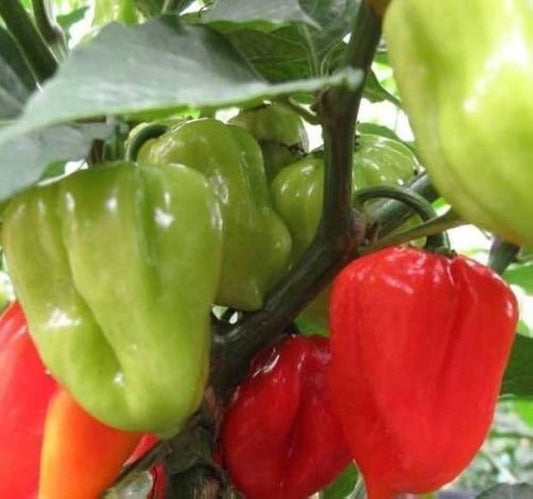 Aji Dulce Sweet Pepper (Capsicum chinense) Seeds for Planting – Heirloom, Non-GMO, Low-Heat, Aromatic Variety, Easy to Grow