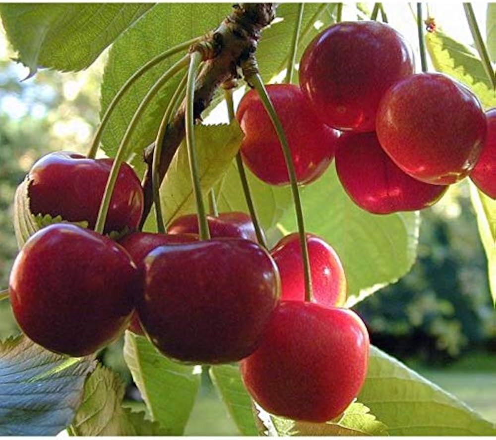 Red Cherry – Edible Fruit Tree Seeds
