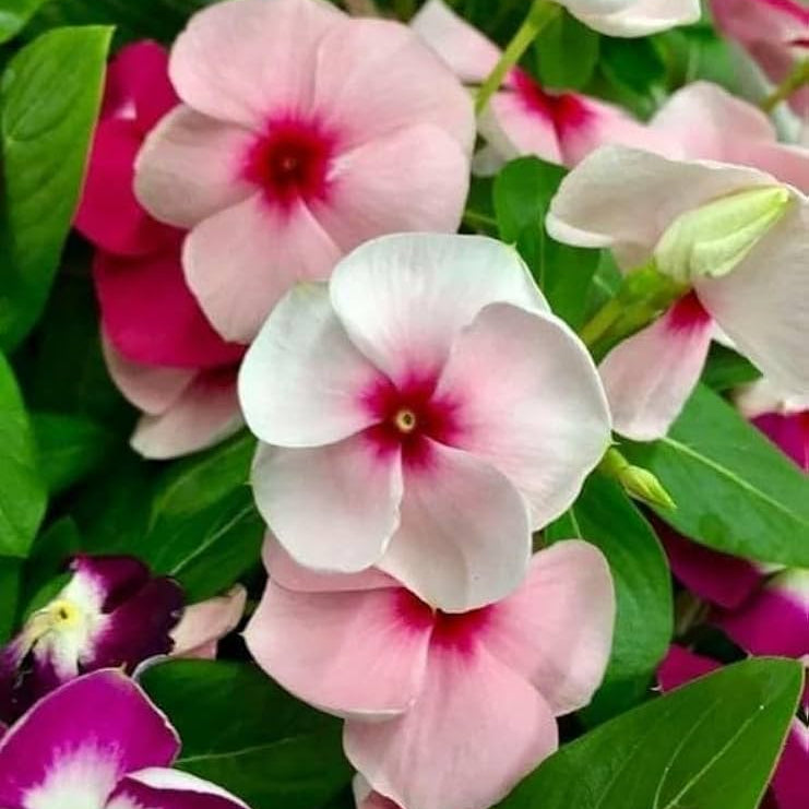 Peach Vinca Periwinkle – Perennial Flower Seeds
