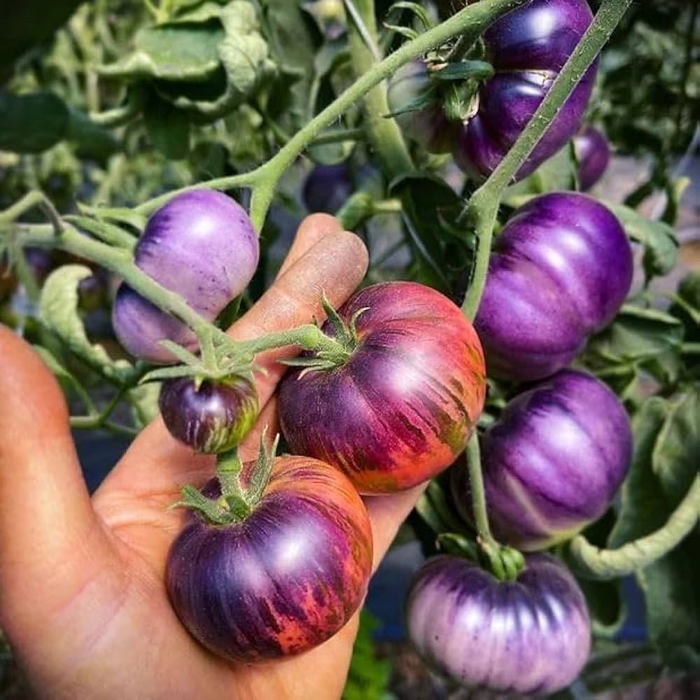 Baby Blue Cherry Tomato – Heirloom Vegetable Garden Seeds