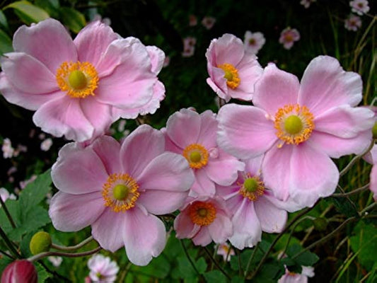 Anemone Anemone Hupehensis – Pink Saucer Flower Seeds