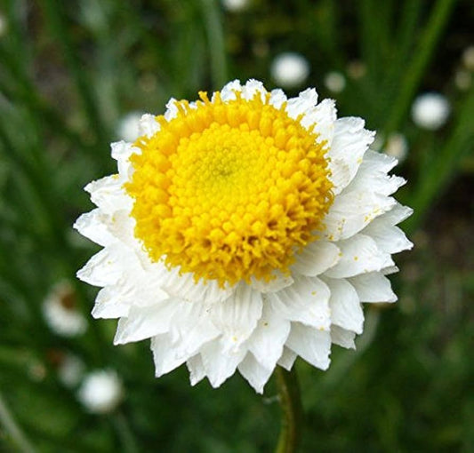 Ammobium Alatum Grandiflorum – Hardy Perennial Garden Flower Seeds