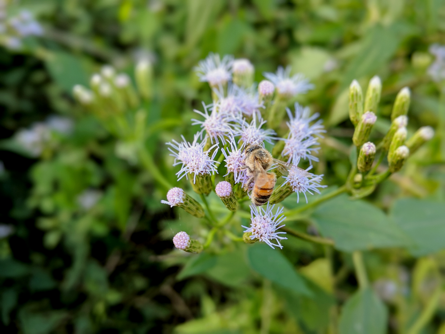 Mexican Dream Herb Calea Zacatechichi – Perennial Herb Garden Seeds