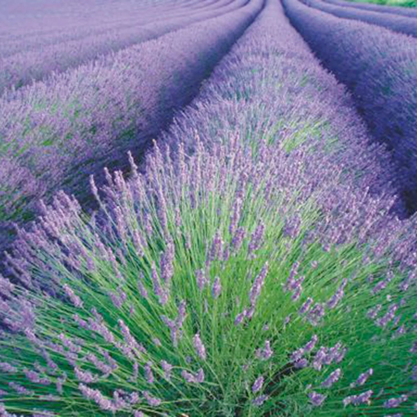 TRUE ENGLISH LAVENDER VERA Lavandula Angustifolia Herb Flower Seeds - Herb Seeds