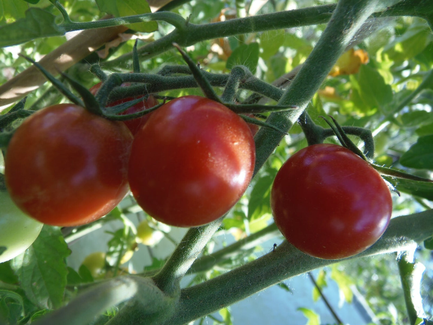 Ambrosia Red Cherry Tomato – Sweet Heirloom Vegetable Garden Seeds