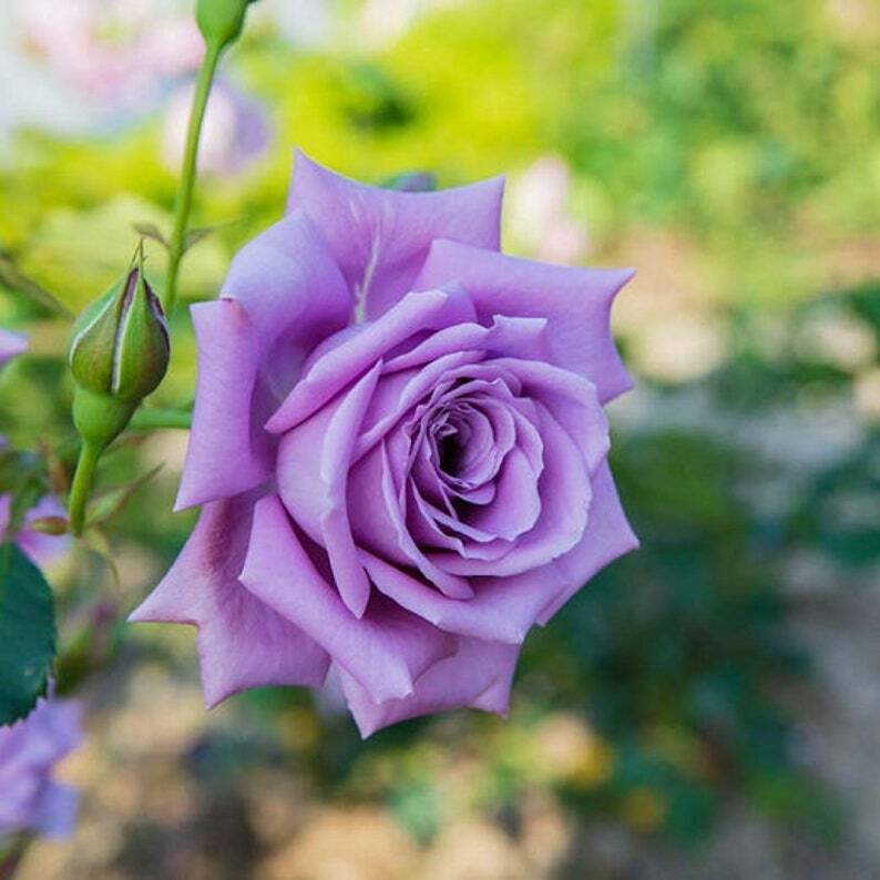 Rare Light Purple – Perennial Flower Seeds