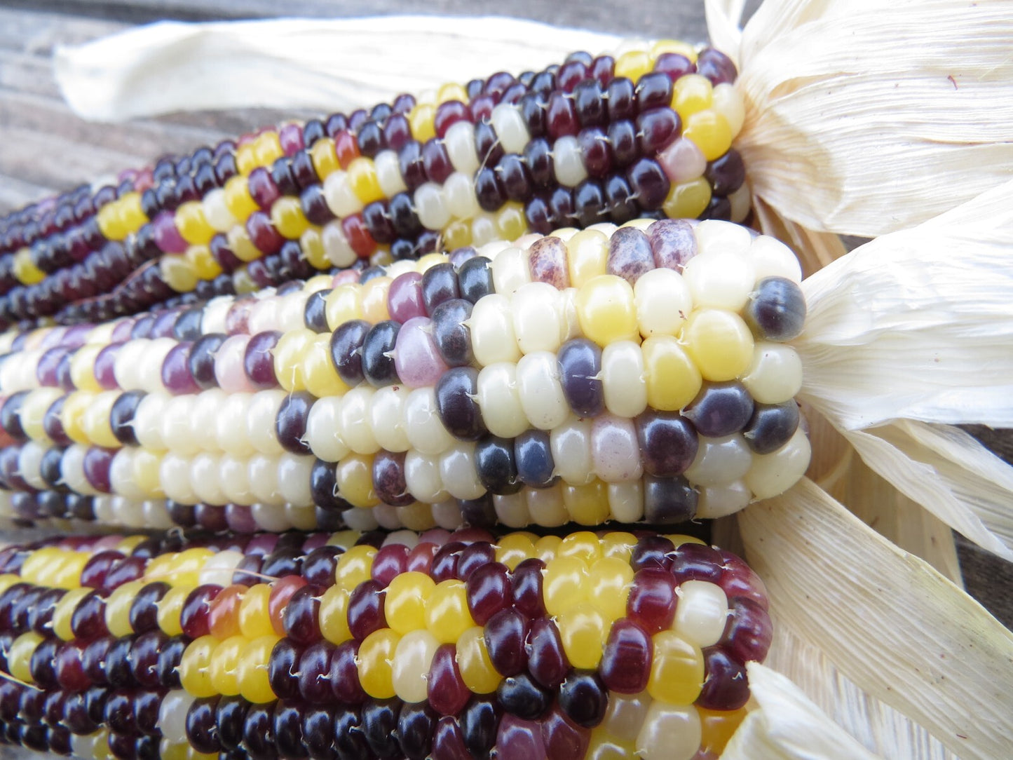 Cave Corn – Heirloom Vegetable Garden Seeds