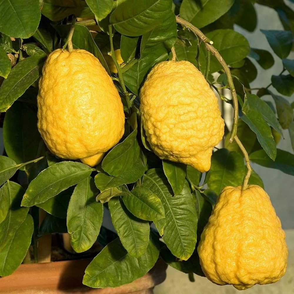 Citrus Medica – Fragrant Citron Evergreen Fruit Tree Seeds