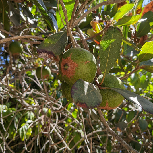 Lucuma Tree Seeds – Exotic Tropical Fruit Tree for Home Gardening