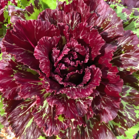 Red Romaine Lettuce – Garden Vegetable Seeds