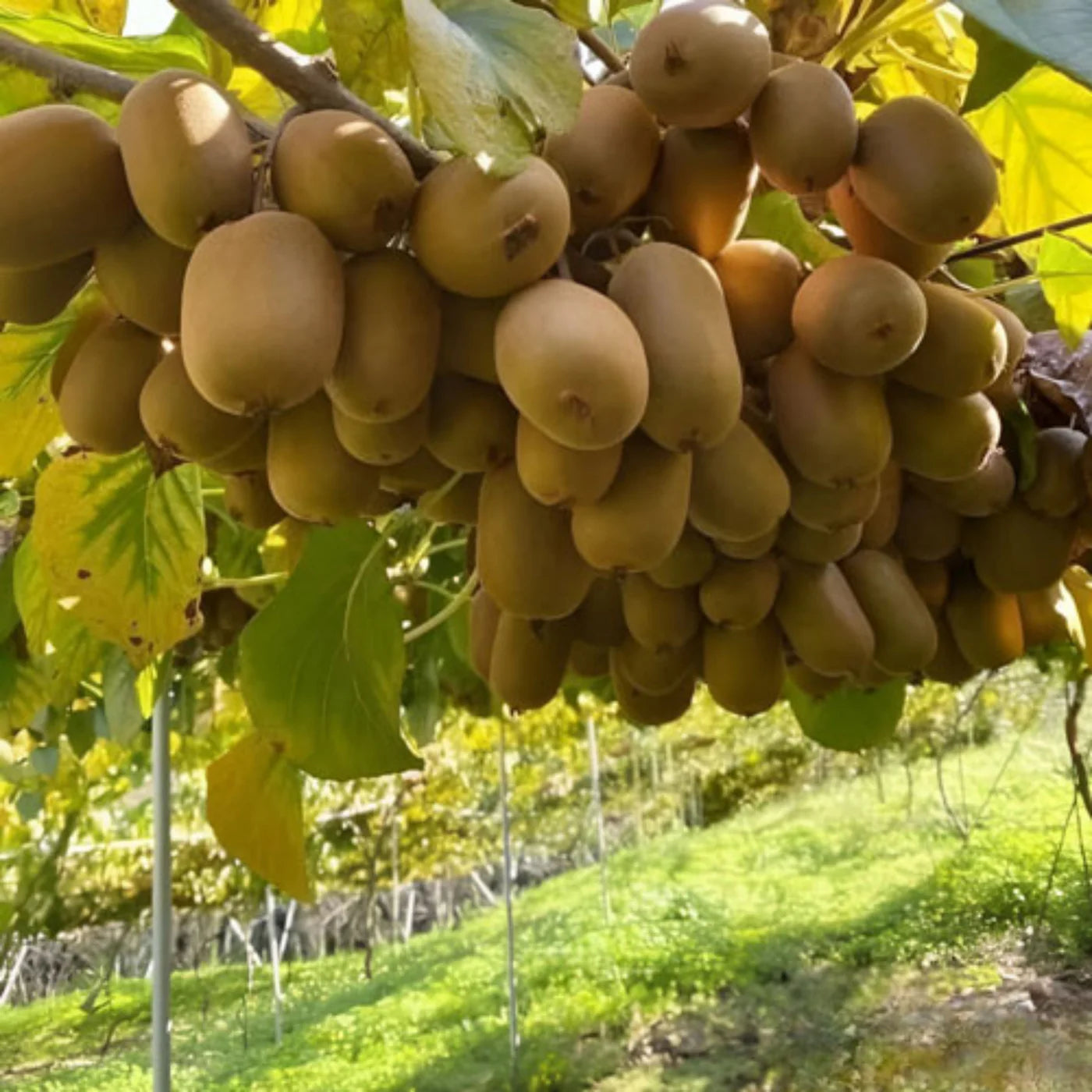 New Chinese Climbing – Climbing, Garden Fruit Seeds