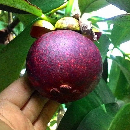 Mangosteen (Garcinia mangostana) Seeds for Planting – Heirloom, Non-GMO, Tropical Variety, Easy to Grow