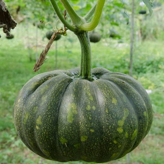 Fairytale Pumpkin Cucurbita Pepo Hardy Vegetable Garden Seeds