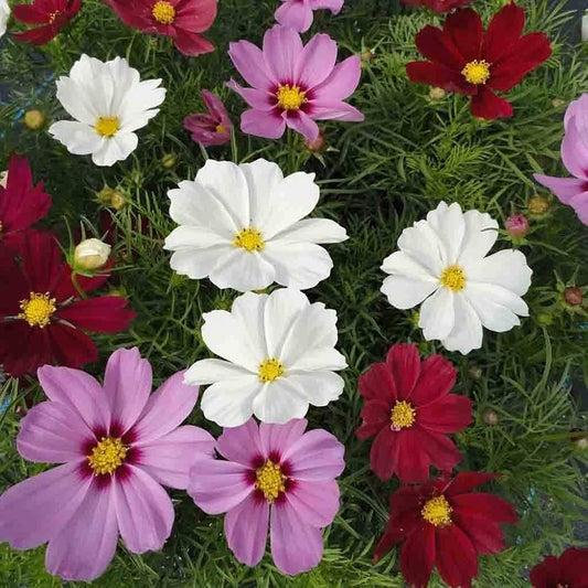 Cosmos Cosmos Bipinnatus – Sensation Mixed Color Flower Seeds