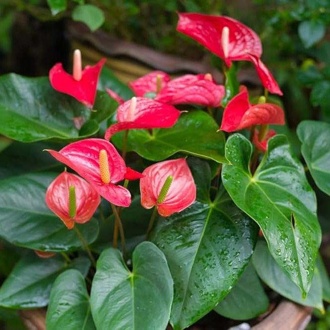 Red Anthurium Flower – Garden Flower Seeds