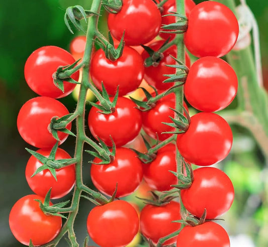Franks Large Red Tomato – Heirloom Vegetable Garden Seeds