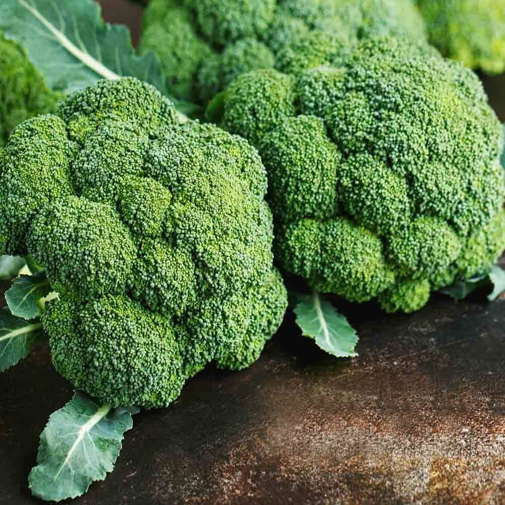 Broccoli Seeds Non-GMO Fresh Garden Seeds Made in USA Ships from Iowa
