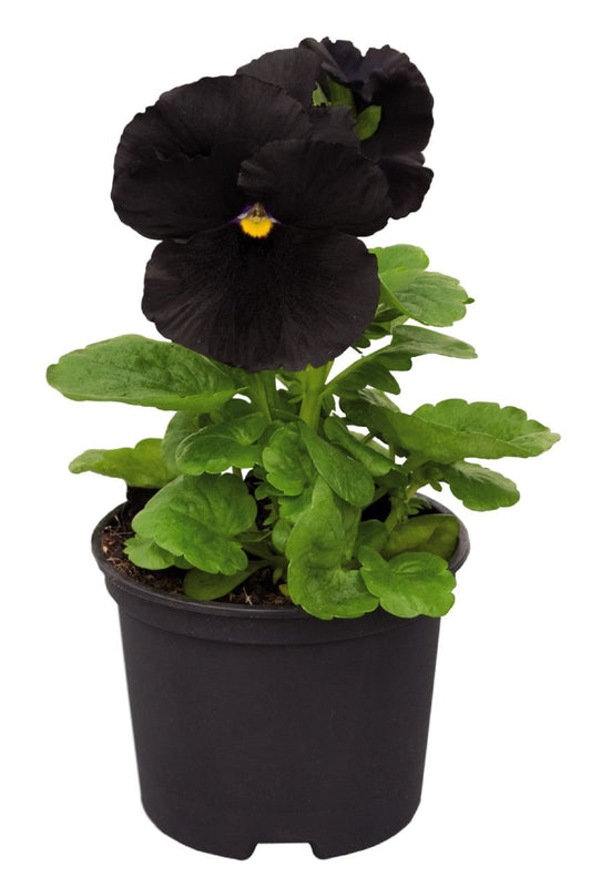 Fragrant Carnation King – Fragrant, Perennial Flower Seeds
