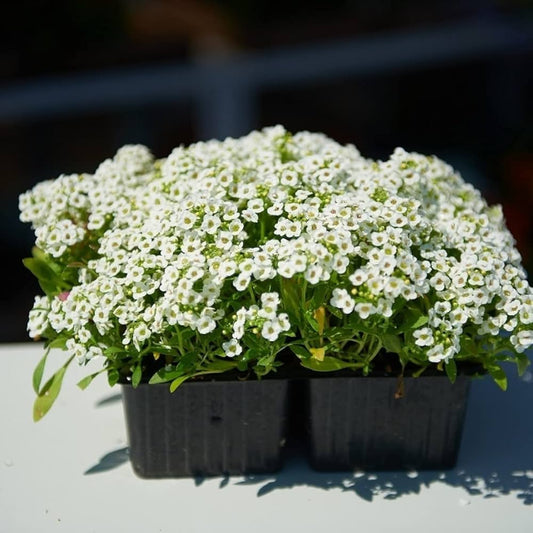 Carpet Of Snow Sweet Alyssum – Fragrant Wildflower Seeds