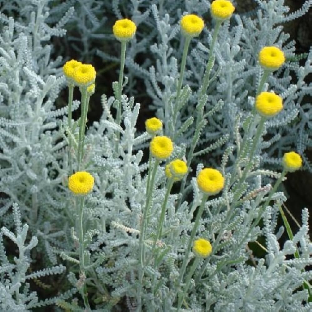 Fragrant Santolina Cottton – Fragrant, Perennial Herb Seeds