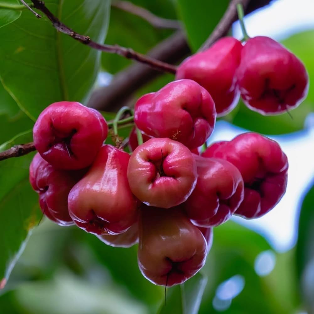 Grafteed Syzygium Aqueum Red Taiwan Fruit Tree Free Ptosanitary – Hardy Fruit Tree Seeds