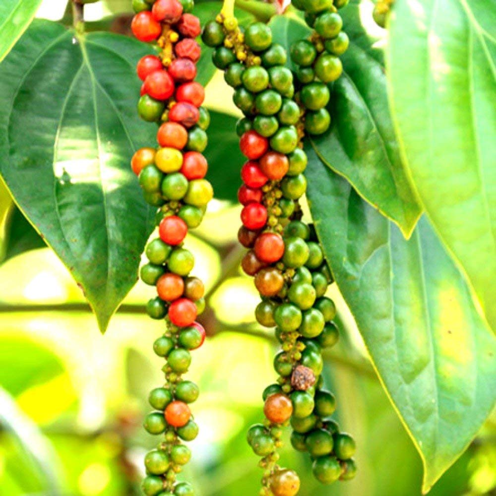 Black Pepper (Piper nigrum) Seeds for Planting – Heirloom, Non-GMO, Easy to Grow, Perennial Spice Vine