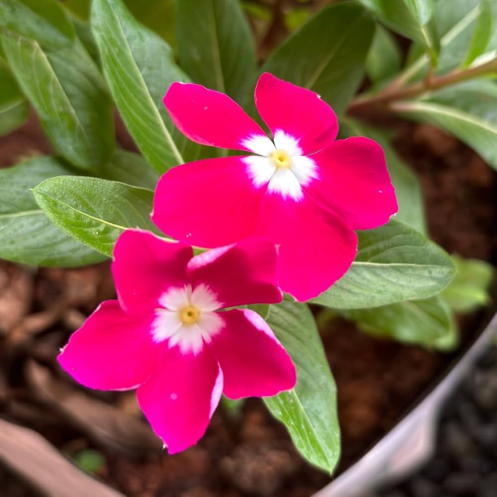Rose Halo Vinca – Garden Flower Seeds
