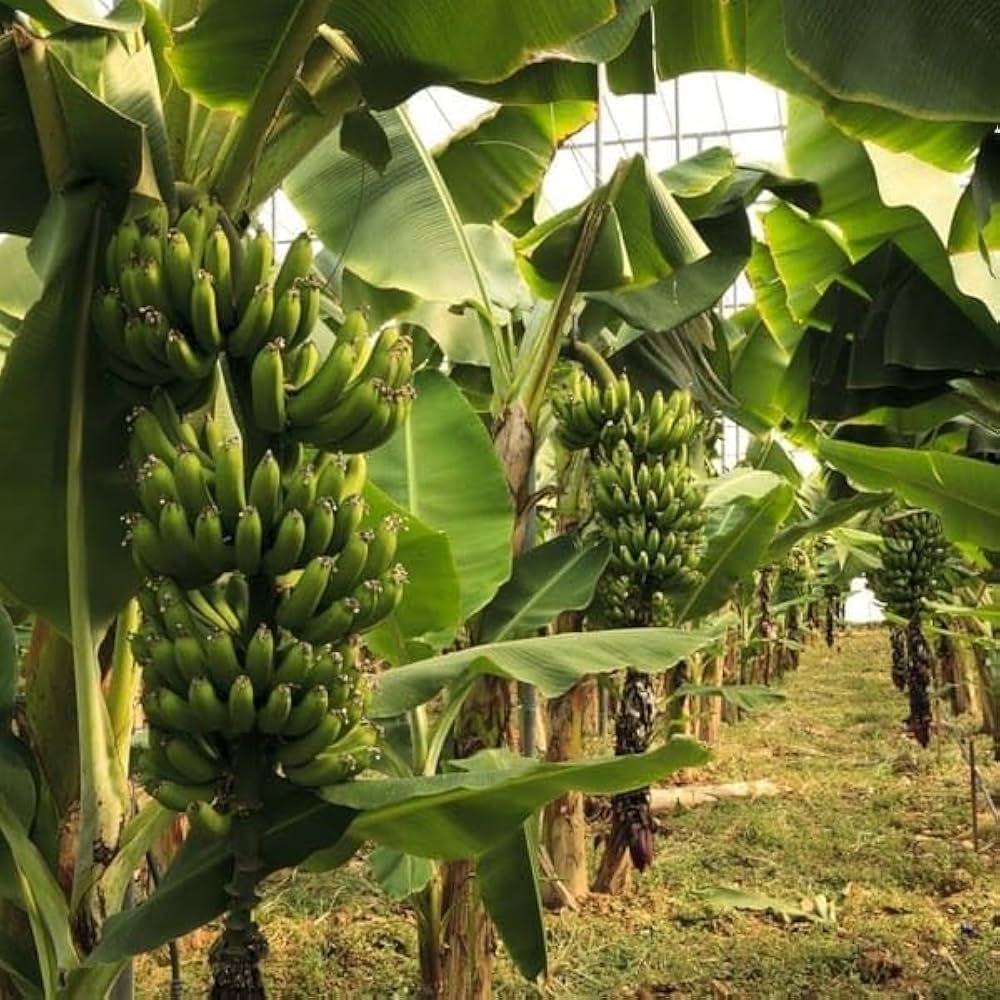 Green Banana Seeds for Planting – Heirloom, Non-GMO, Musa Variety, Easy to Grow