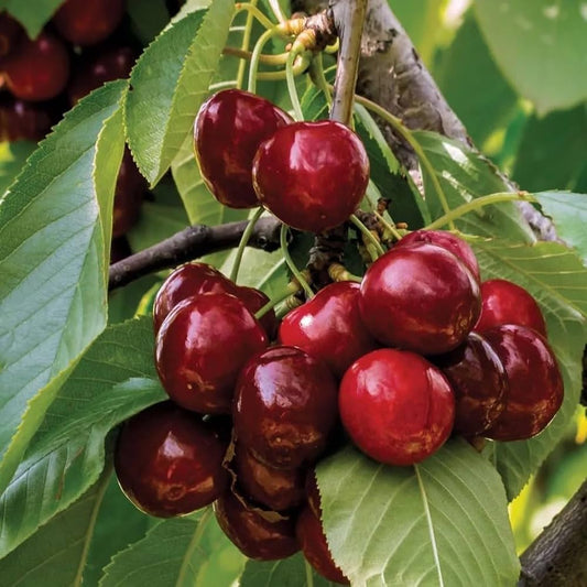 Cherry Plant (Prunus avium) Seeds for Planting – Heirloom, Non-GMO, Easy to Grow, Perennial Variety