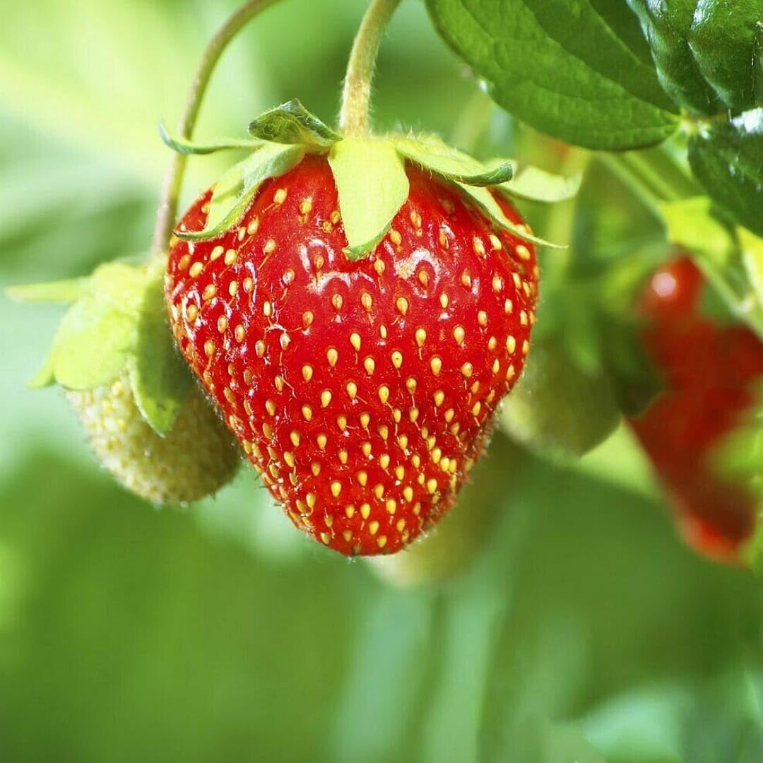Red Strawberry – Sweet Juicy Fruit Seeds