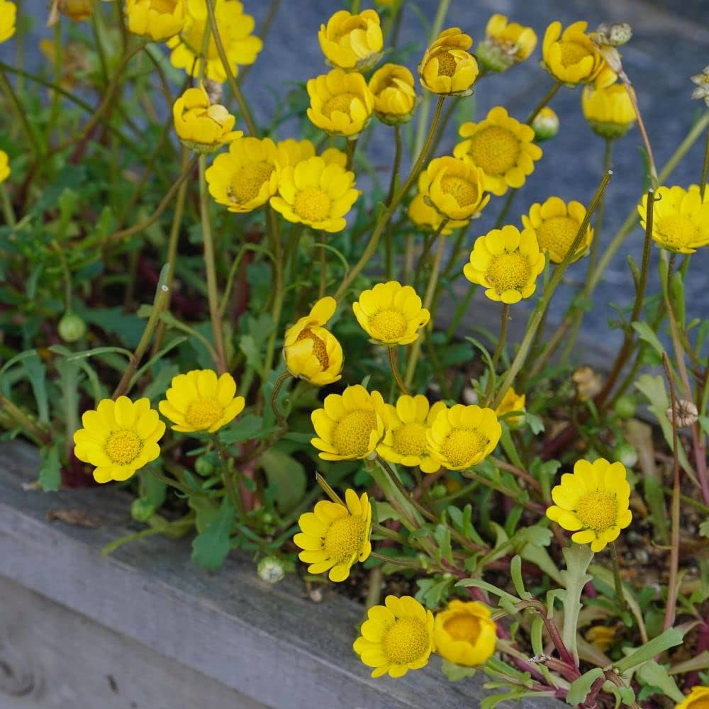 Yellow Daisy – Hardy Wildflower Garden Seeds