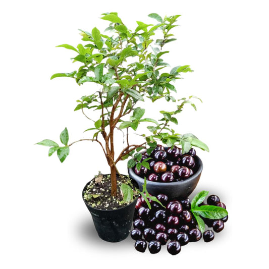 Jaboticaba (Plinia cauliflora) Bonsai Tree Seeds for Planting – Heirloom, Non-GMO, Purple Fruit Variety, Easy to Grow