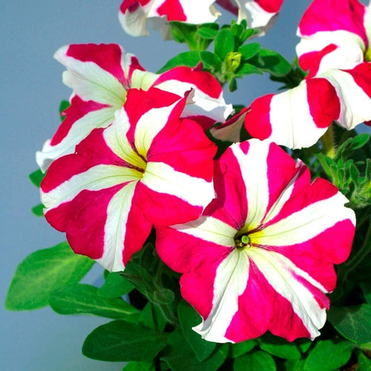 Petunia Star Red – Annual Flower Seeds
