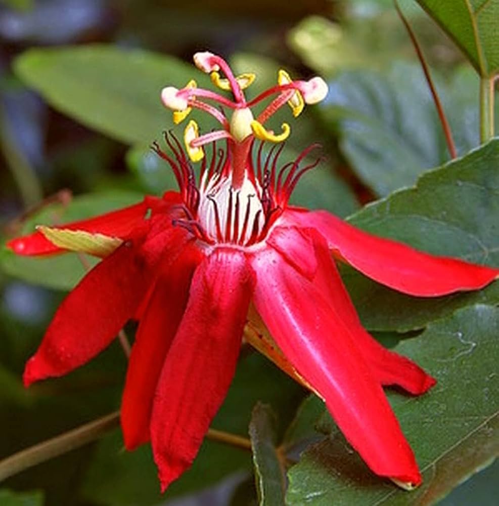 Passiflora vitifolia Seeds – Scarlet Passion Flower, Heirloom, Non-GMO, Tropical Climbing Vine