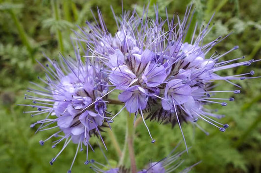 Lacy Phacelia – Wildflower Garden Seeds